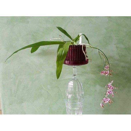 Set vaso e sottovaso da orchidee Orchitop Small Set vaso e sottovaso da orchidee Orchitop Small