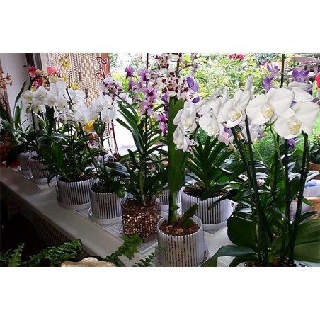 Set vaso e sottovaso da orchidee Orchitop Small Set vaso e sottovaso da orchidee Orchitop Small