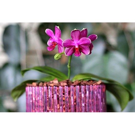 Set vaso e sottovaso da orchidee Orchitop Medium Set vaso e sottovaso da orchidee Orchitop Medium