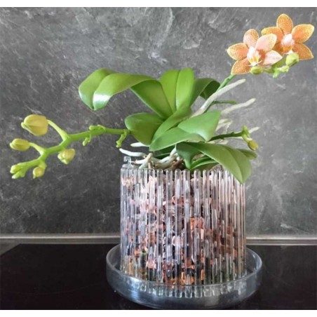 Set vaso e sottovaso da orchidee Orchitop Medium Set vaso e sottovaso da orchidee Orchitop Medium