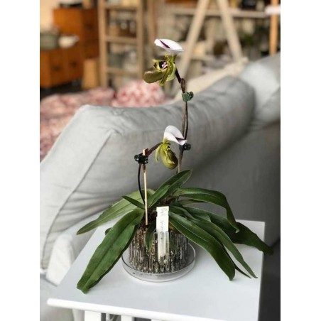 Set vaso e sottovaso da orchidee Orchitop Medium Set vaso e sottovaso da orchidee Orchitop Medium