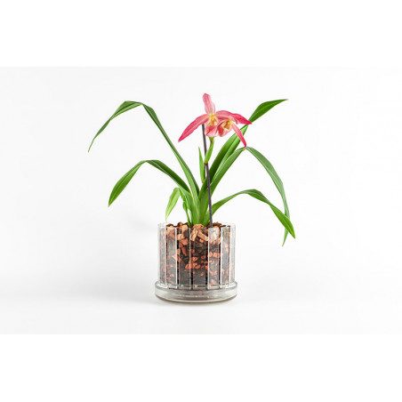 Set vaso e sottovaso da orchidee Orchitop Scoop Medium Set vaso e sottovaso da orchidee Orchitop Scoop Medium