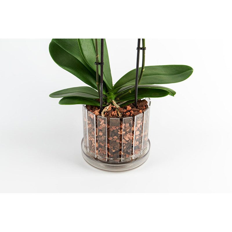 Set vaso e sottovaso da orchidee Orchitop Scoop Medium