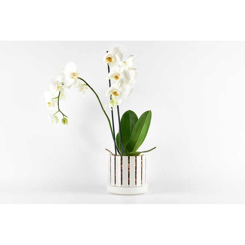 Set vaso e sottovaso da orchidee Orchitop Scoop Medium