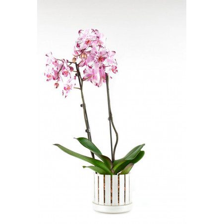 Set vaso e sottovaso da orchidee Orchitop Scoop Medium Set vaso e sottovaso da orchidee Orchitop Scoop Medium