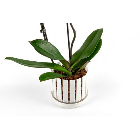 Set vaso e sottovaso da orchidee Orchitop Scoop Medium Set vaso e sottovaso da orchidee Orchitop Scoop Medium