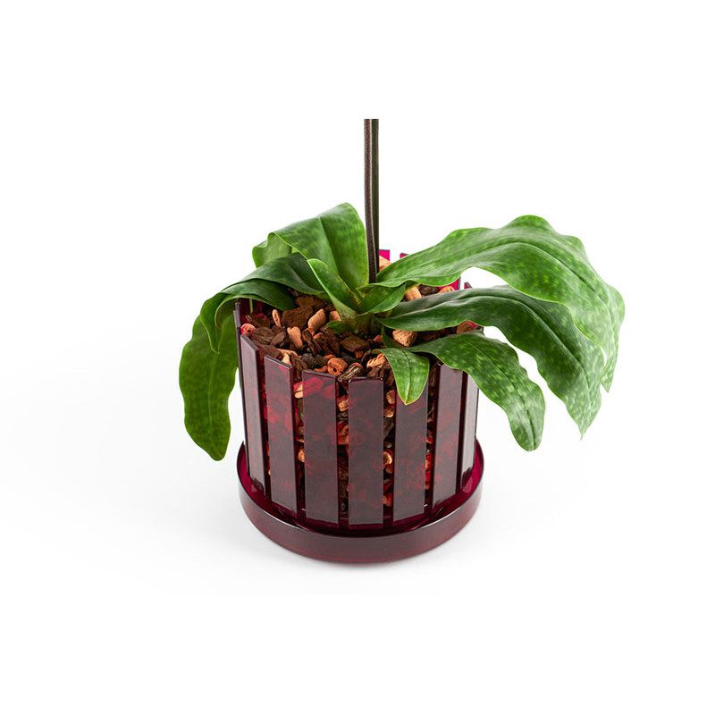 Set vaso e sottovaso da orchidee Orchitop Scoop Medium