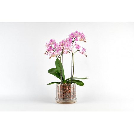Set vaso e sottovaso da orchidee Orchitop Scoop Medium Set vaso e sottovaso da orchidee Orchitop Scoop Medium