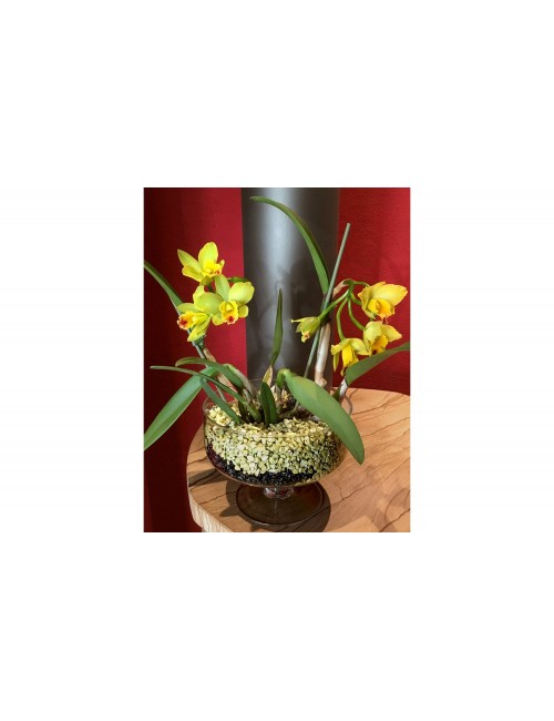 Substrato granulare per orchidee e piante ornamentali Colomi