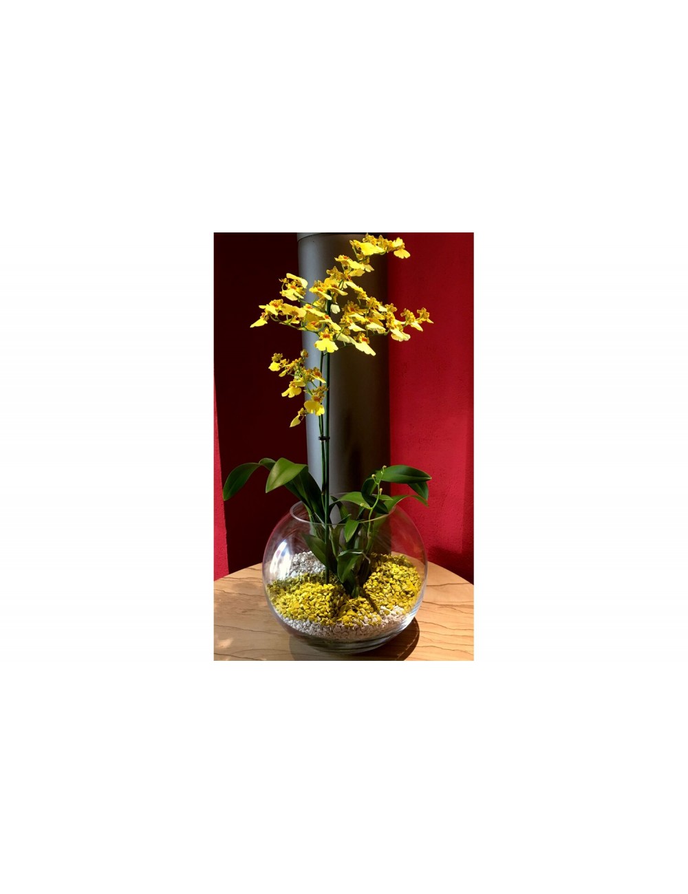 Substrato granulare per orchidee e piante ornamentali Colomi