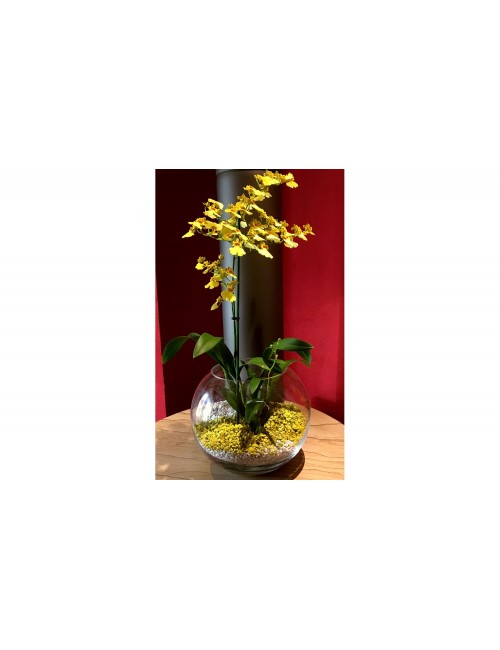 Substrato granulare per orchidee e piante ornamentali Colomi