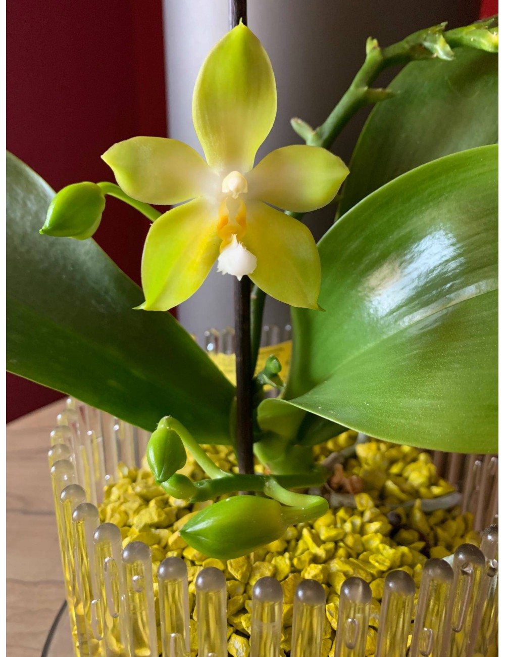 Substrato granulare per orchidee e piante ornamentali Colomi