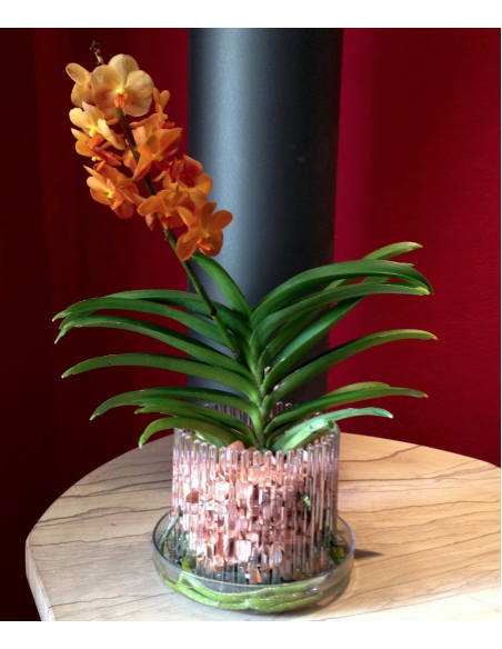 Substrato granulare per orchidee Vanda e Psychopsis Colomi Substrato granulare per orchidee Vanda e Psychopsis Colomi