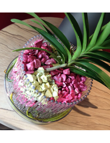 Substrato granulare per orchidee Vanda e Psychopsis Colomi