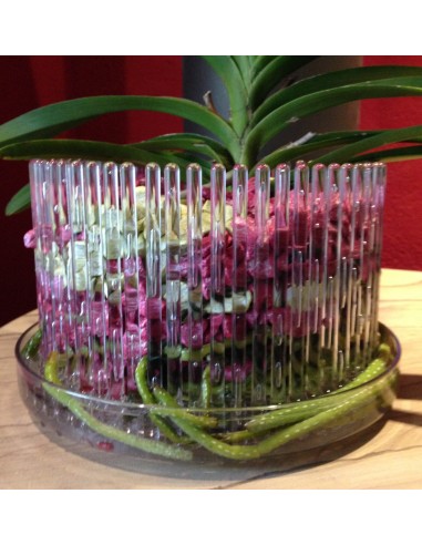 Substrato granulare per orchidee Vanda e Psychopsis Colomi