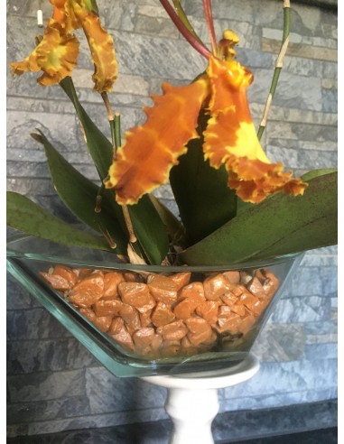 Substrato granulare per orchidee Vanda e Psychopsis Colomi