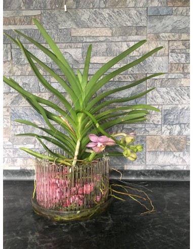 Substrato granulare per orchidee Vanda e Psychopsis Colomi