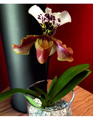 Substrato granulare per orchidee Cypripedium Paphiopedilum e Phragmipedium Colomi