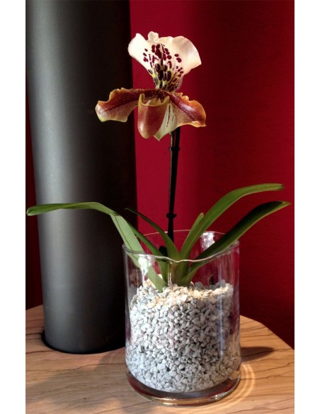 Substrato granulare per orchidee Cypripedium Paphiopedilum e Phragmipedium Colomi Substrato granulare per orchidee Cypripedium Paphiopedilum e Phragmipedium Colomi