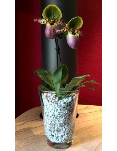 Substrato granulare per orchidee Cypripedium Paphiopedilum e Phragmipedium Colomi