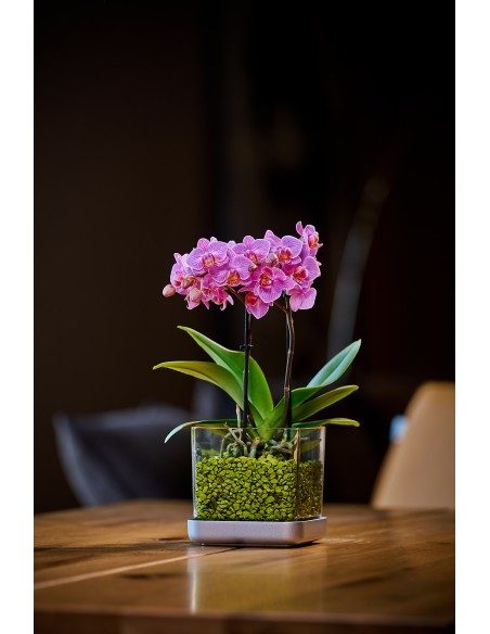 Vaso per orchidee Colomi Care