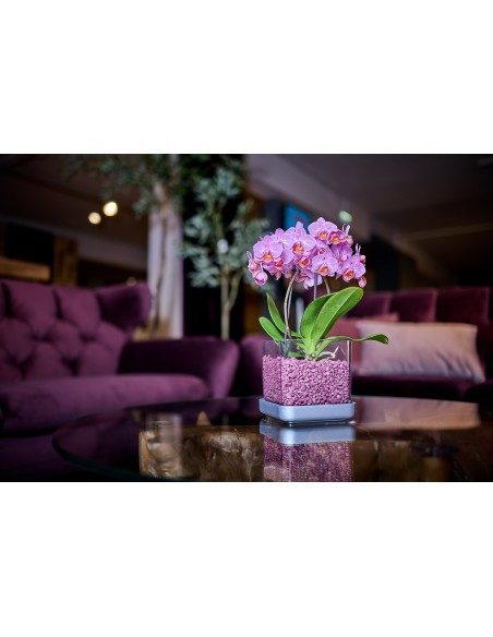 Vaso per orchidee Colomi Care