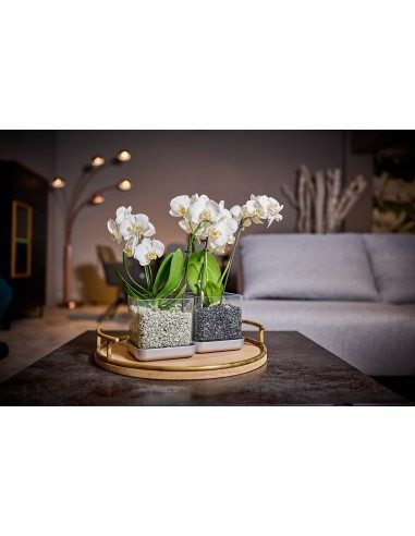 Vaso per orchidee Colomi Care