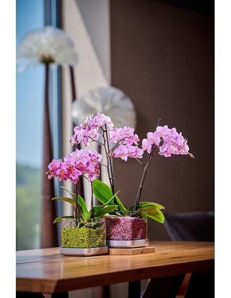Vaso per orchidee Colomi Care