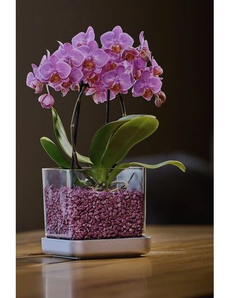 Vaso per orchidee Colomi Care