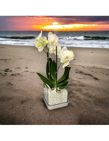 Vaso per orchidee Colomi Care