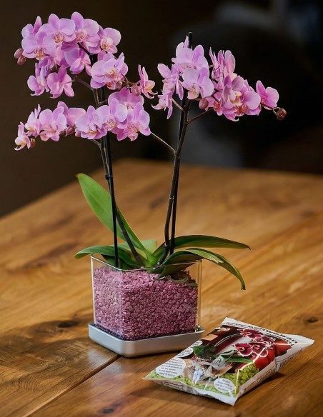 Vaso per orchidee Colomi Care