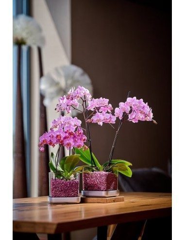 Vaso per orchidee Colomi Care