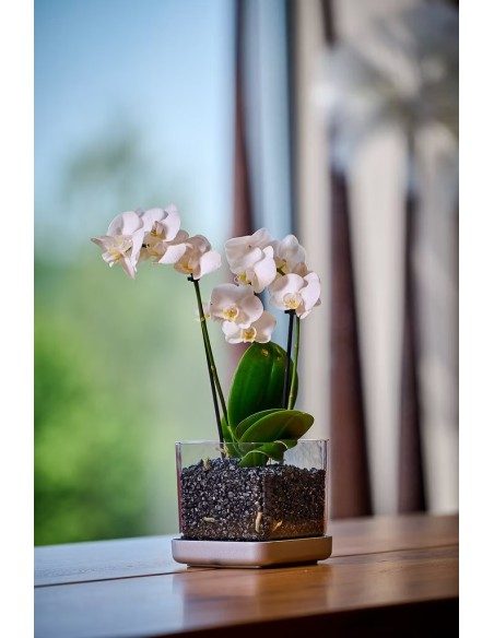 Vaso per orchidee Colomi Care