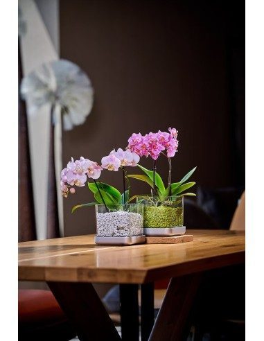 Vaso per orchidee Colomi Care