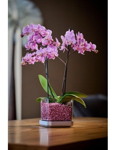 Vaso per orchidee Colomi Care