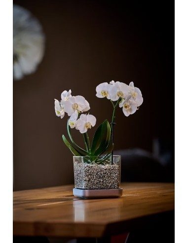 Vaso per orchidee Colomi Care
