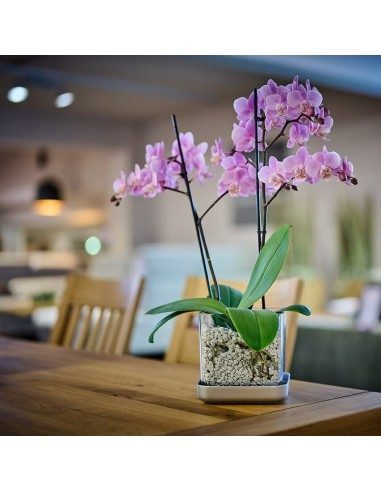 Vaso per orchidee Colomi Care